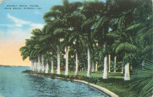 Palm Beach Florida Stately Royal Palms, Water  Linen Postcard Used