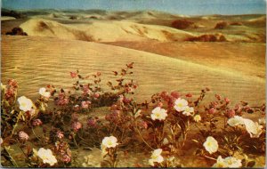 Vtg Verbenas In The Sand Dunes Redondo Beach California CA Postcard