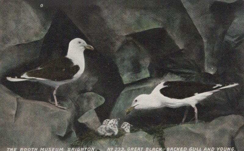 Animals Postcard - Birds -Great Black-Backed Gull -Booth Museum,Brighton RS23047