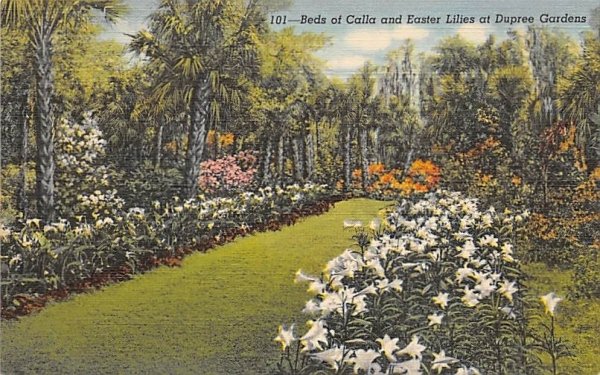 Beds of Calla and Easter Lilies at Dupree Gardens Tampa, Florida