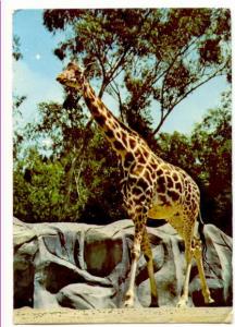 Giraffe, San Diego Zoo, California, Used 1981