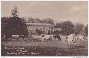 ST. IVEL, Witshire, England, 1900-1910's; Brympton House, Cows Grazing