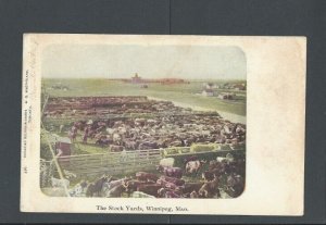 Post Card Ca 1897 Winnipeg Canada The Stock Yards On Private Mailing Card Scarce