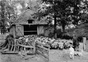 BG29335 luneburger heide schafstall im naturschutzpark  germany   CPSM 14.5x10cm