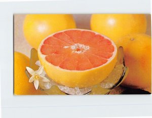 Postcard Pink Grapefruit Florida USA