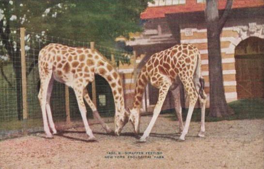 Giraffes Feeding At New York Zoologfical Park