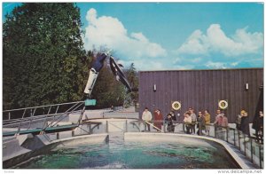 Splasher the Porpoise, Vancouver Public Aquarium, Stanley Park, Vancouver, Br...