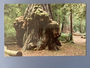 Animal Tree Big Basin State Park CA Chrome Postcard A1162085815