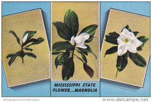 Mississippi The Magnolia Mississippi State Flower