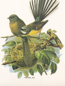 Fantail Insect Eater Maori Bird New Zealand Postcard