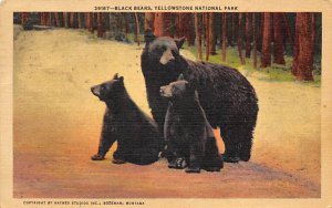 Black Bears Yellowstone National Park, WY, USA Bear 1954 