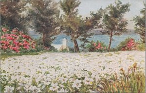 Postcard Lily Field David's Island Bermuda