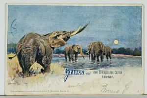 Hannover Zoologischen Garten Elephants Artist Signed c1900 Postcard K10