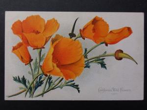 Poppies Postcard: California Wild Flowers - Old Postcard