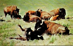 South Dakota Black Hills Wind Cave National Park Buffalo Herd Wallowing In Dust