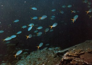 Marine Life,Pnape,Micronesia