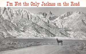 I'm Not the Only Jackass on the Road Lone Pine California  