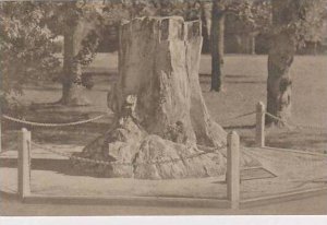 Oklahoma Ada Callixylon This Giant Devonian Tree Was Assembled And Debicated ...