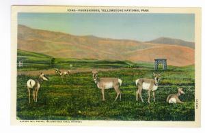 Pronghorns (Antelope), Yellowstone National Park unused linen Curteich Postcard