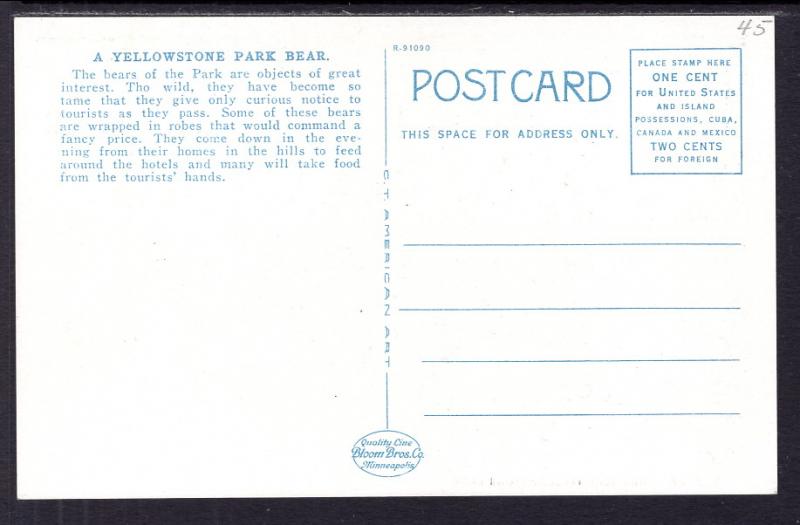 Park Bear,Yellowstone National Park