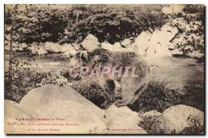 Old Postcard Bear Pyrenees A bear capture the peaks of the High Ariege