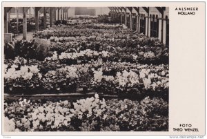 RP; AALSMEER, North Holland, Netherlands; Auction of potplants just before Ch...