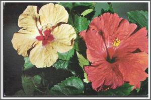 Florida - Hibiscus - [FL-091]