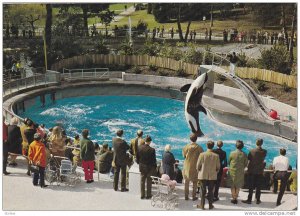 Skana the Killer Whale , Vancouver, B.C. , Canada , 60-80s