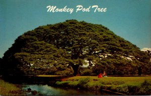 Hawaii Hawaiian Monkey Pod Tree