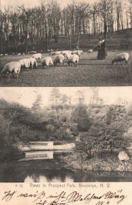 Vintage Postcard 1906 Views In Prospect Park Sheep Bridge Brooklyn New York NY