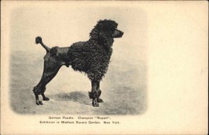 Dog Show Madison Square Garden New York City German Poodle Champion PC