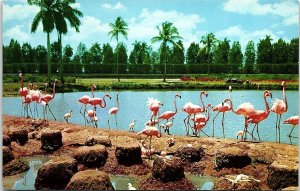 Vintage Hialeah Race Course Florida Pink Flamingos Nests Palms Postcard 7-97