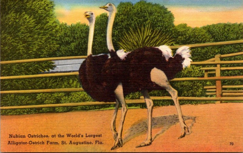 Florida St Augustine Alligator Ostrich Farm Nubian Ostriches