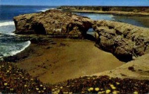 Natural Bridges State Park - Santa Cruz, CA