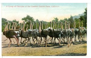 Birds - Ostriches