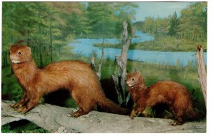 Mounted Mink, Call of the Wild Museum, Gaylord, Michigan