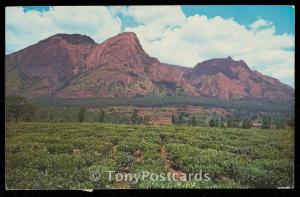 Mlanje Mountain and Tea State