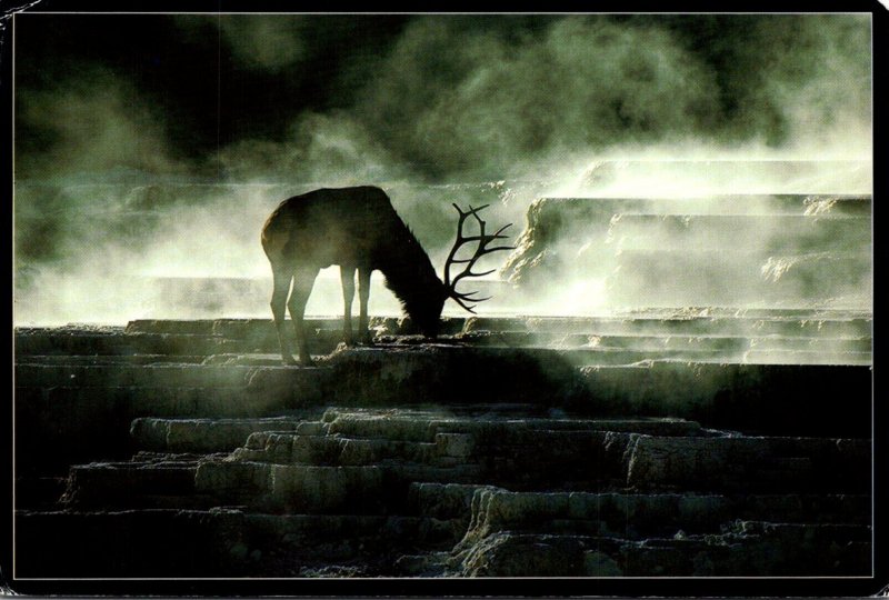 Yellowstone National Parl Bull Eolk In Mammoth Park