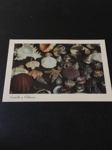 Vtg Postcard: Seashells In California