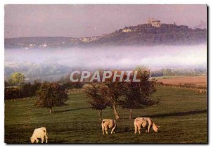 Modern Postcard Vezelay Campaign in the morning Cows