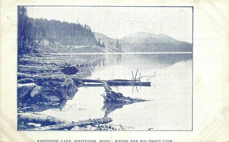 Whitefish Montana Lake Big Trout live Pilot Print Postcard 21-6949