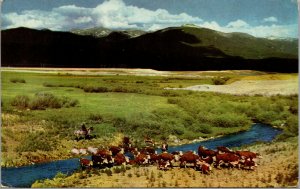 Vtg 1950s Cowboy Rancher Driving Cattle High Country Arizona AZ Unused Postcard