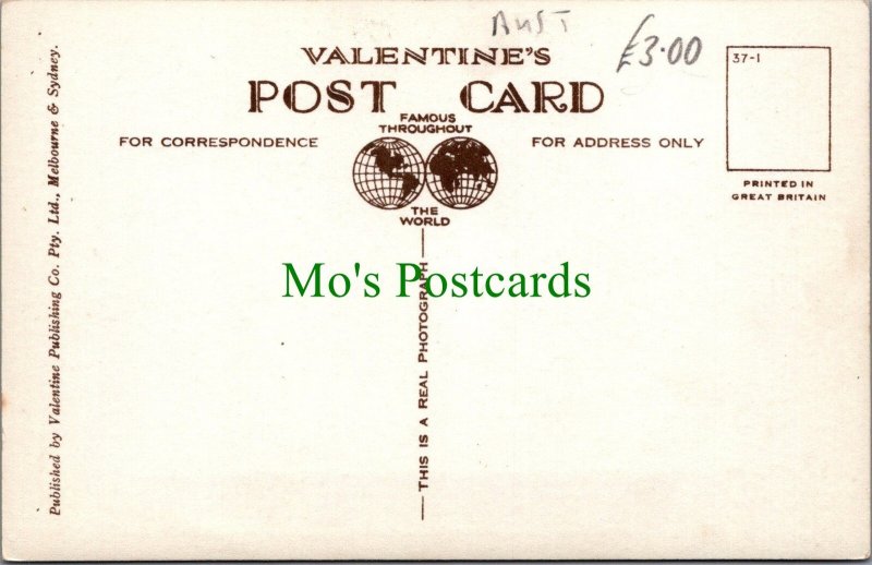 Animals Postcard - Australian Native Bear, The Koala Bear SW7838