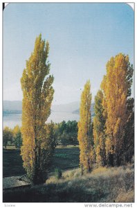 Autumn Tints, Beautiful Lake Kalamalka, Okanagan-Cariboo Trail, British Colum...