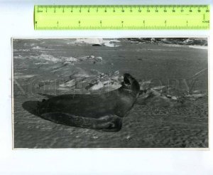 229659 Soviet Antarctic station Bellingshausen Sea lion photo