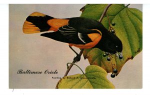 Birds - Baltimore Oriole (Male)