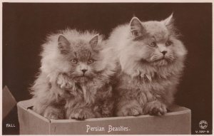 Persian Beauties Rotary Antique Real Photo Cat Postcard