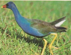 Purple Gallinule Royal Palm Everglades National Park Michael H. Francis Postcard