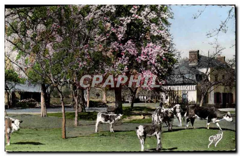 Old Postcard Normandy Apple trees flowers and pear trees Cows