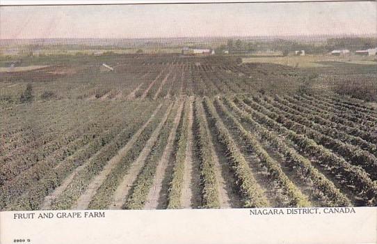 Canada Niagara District Fruit and Grape Farm